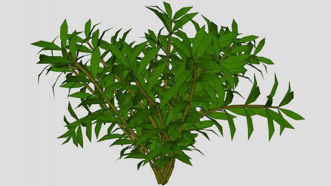 常绿树植物SU模型下载_sketchup草图大师SKP模型