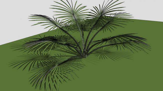 热带观赏棕榈植物SU模型下载_sketchup草图大师SKP模型