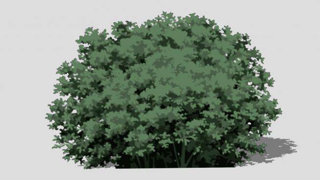 灌木植物平面SU模型下载_sketchup草图大师SKP模型