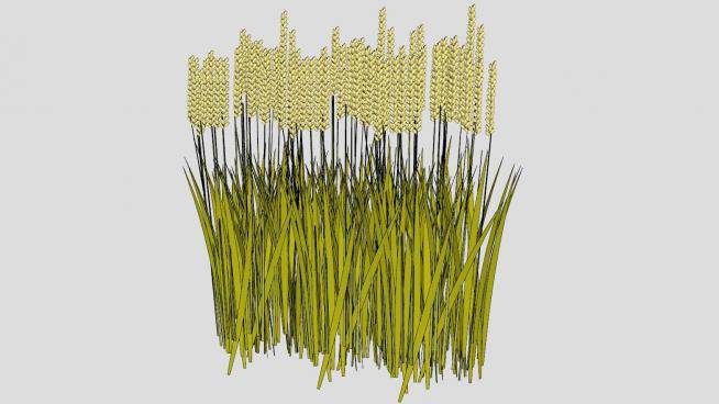 禾本科植物小麦SU模型下载_sketchup草图大师SKP模型