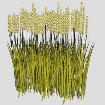 禾本科植物小麦SU模型下载_sketchup草图大师SKP模型