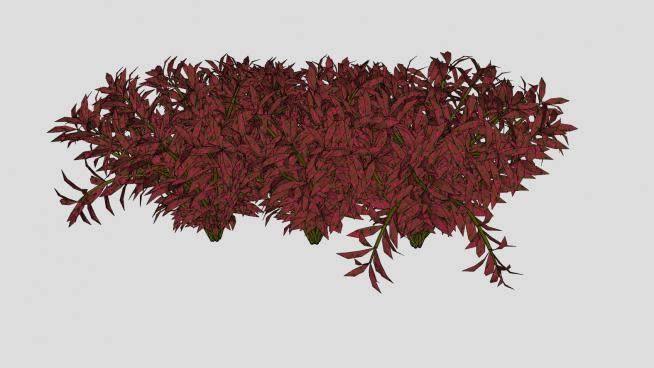 红叶灌木植物SU模型下载_sketchup草图大师SKP模型