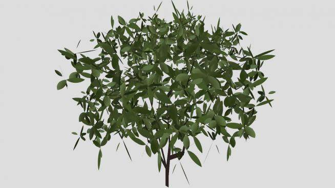 小型绿色灌木植物SU模型下载_sketchup草图大师SKP模型
