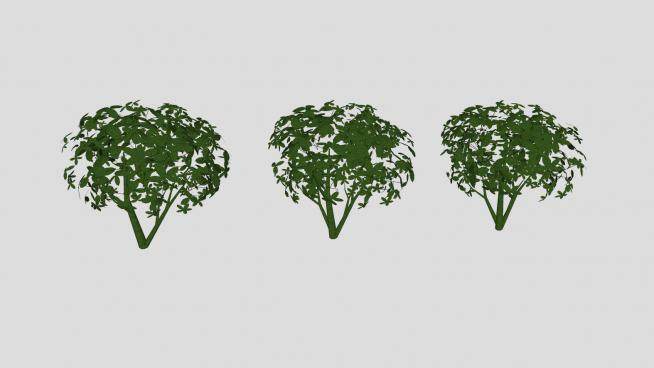 三棵小型灌木植物SU模型下载_sketchup草图大师SKP模型