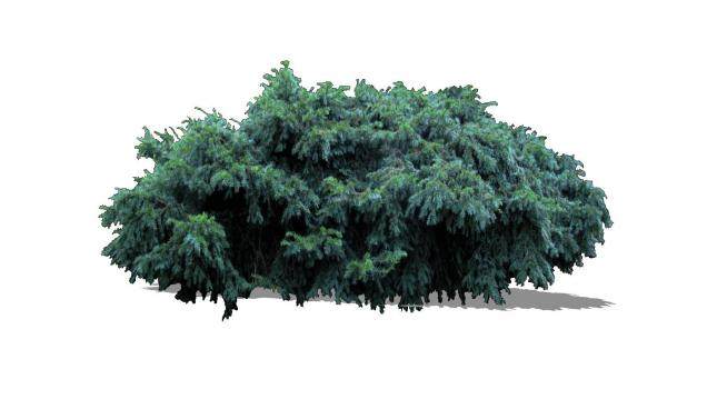 欧洲红豆杉常绿植物SU模型下载_sketchup草图大师SKP模型