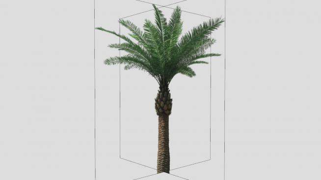 立体棕榈树植物SU模型下载_sketchup草图大师SKP模型