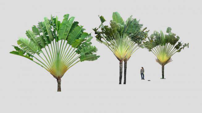 芭蕉属植物系列SU模型下载_sketchup草图大师SKP模型
