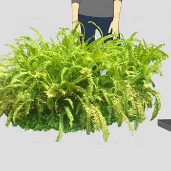 肾蕨属骨碎补科植物SU模型下载_sketchup草图大师SKP模型