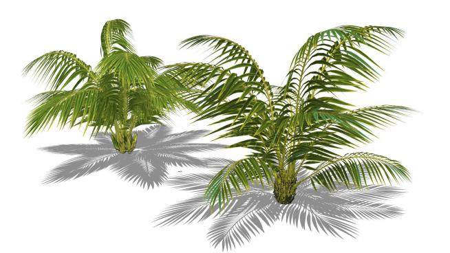 2棵棕榈树植物SU模型下载_sketchup草图大师SKP模型