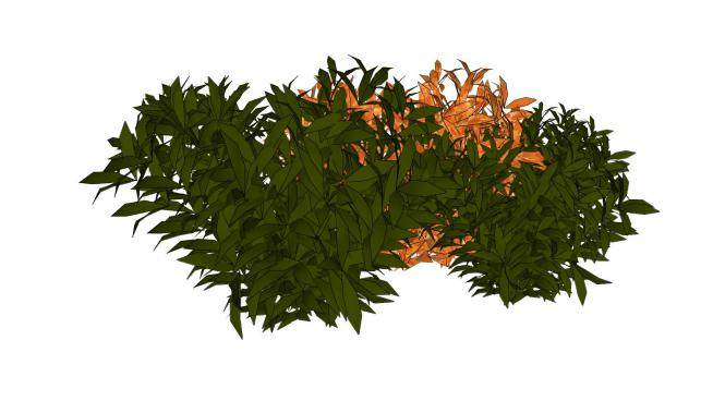 观赏灌木植物系列SU模型下载_sketchup草图大师SKP模型