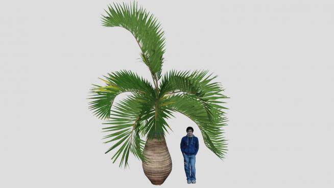 沿海棕榈植物SU模型下载_sketchup草图大师SKP模型