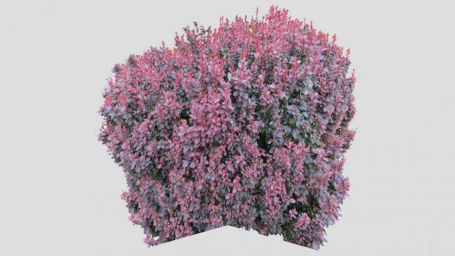紫红色灌观叶木植物SU模型下载_sketchup草图大师SKP模型