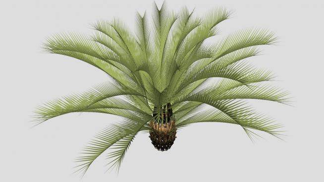 热带植物棕榈植物SU模型下载_sketchup草图大师SKP模型