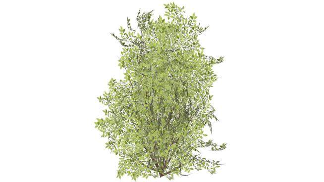 常绿阔叶灌木植物SU模型下载_sketchup草图大师SKP模型