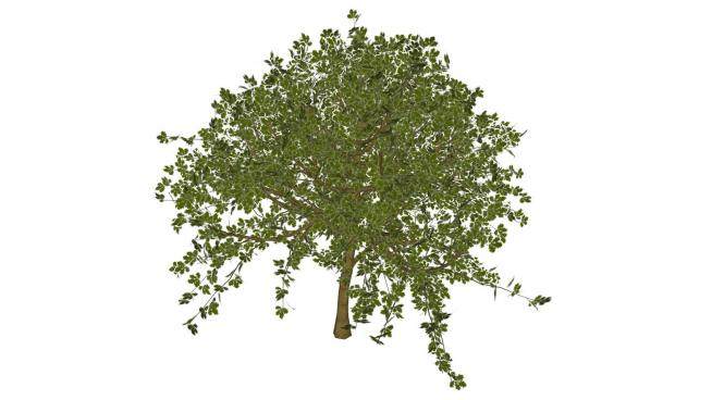 中型常绿乔木植物SU模型下载_sketchup草图大师SKP模型