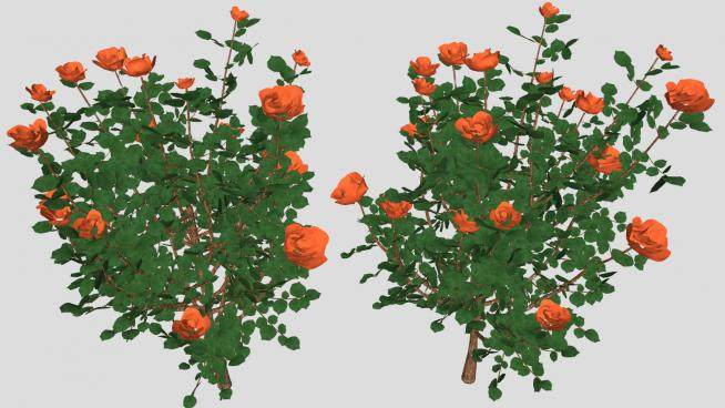 橙色玫瑰灌木植物SU模型下载_sketchup草图大师SKP模型