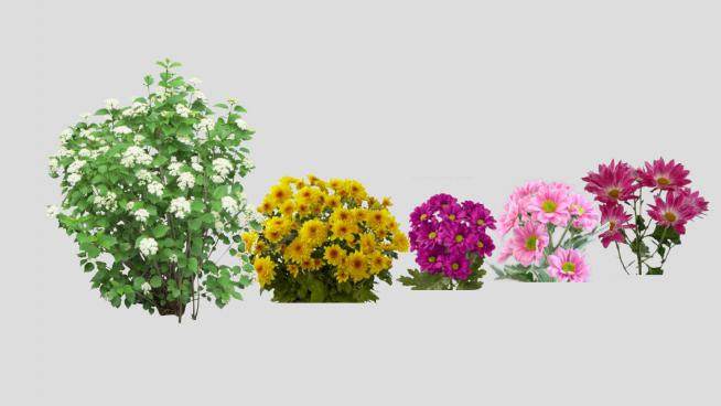 多种类菊花属植物SU模型下载_sketchup草图大师SKP模型