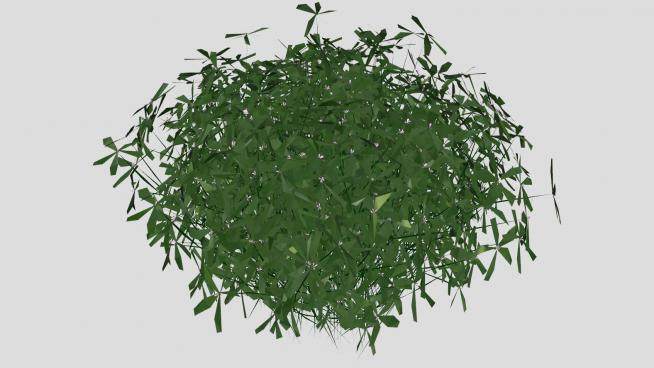 茂密的常绿草本植物SU模型下载_sketchup草图大师SKP模型
