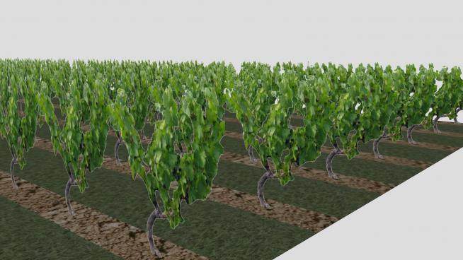 葡萄园种植灌木SU模型下载_sketchup草图大师SKP模型