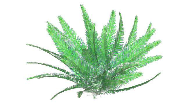 3D蕨类植物SU模型下载_sketchup草图大师SKP模型