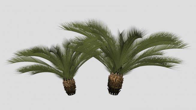 两棵观赏棕榈植物SU模型下载_sketchup草图大师SKP模型