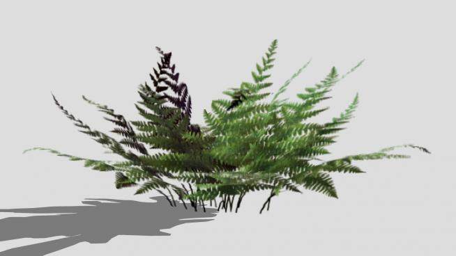 小型常绿蕨类植物SU模型下载_sketchup草图大师SKP模型