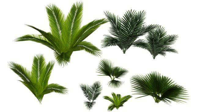 多种棕榈树植物品种SU模型下载_sketchup草图大师SKP模型