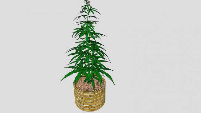 大麻属植物SU模型下载_sketchup草图大师SKP模型