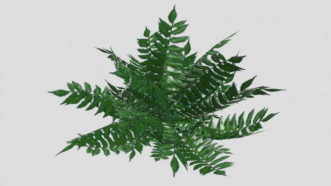 3D观赏蕨类植物SU模型下载_sketchup草图大师SKP模型