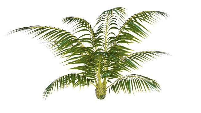 棕榈科类植物SU模型下载_sketchup草图大师SKP模型