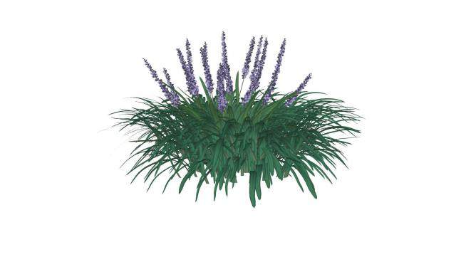 紫色花葶麦冬植物SU模型下载_sketchup草图大师SKP模型