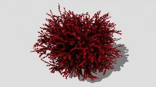 红色小檗属植物SU模型下载_sketchup草图大师SKP模型