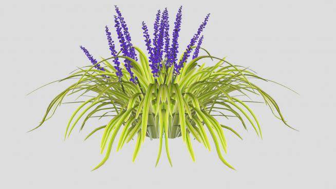 紫色花葶麦冬草本植物SU模型下载_sketchup草图大师SKP模型