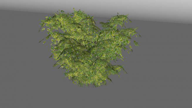 茂密的灌木植物SU模型下载_sketchup草图大师SKP模型