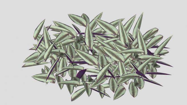 紫鸭跖草多年生植物SU模型下载_sketchup草图大师SKP模型