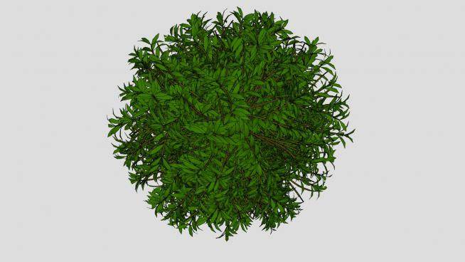 球型绿叶灌木植物SU模型下载_sketchup草图大师SKP模型