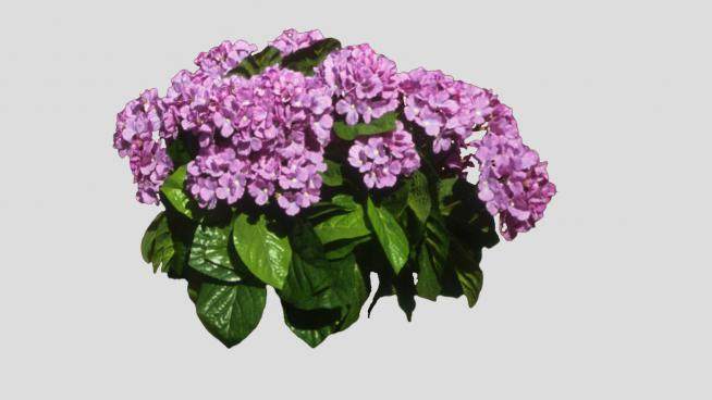 紫色绣球花植物SU模型下载_sketchup草图大师SKP模型