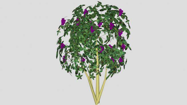 紫珠落叶灌木植物SU模型下载_sketchup草图大师SKP模型