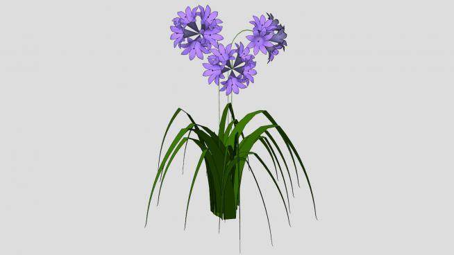 紫色花卉观赏植物SU模型下载_sketchup草图大师SKP模型