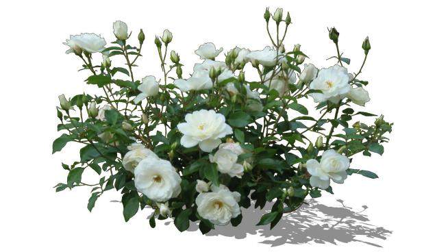 白玫瑰灌木植物SU模型下载_sketchup草图大师SKP模型