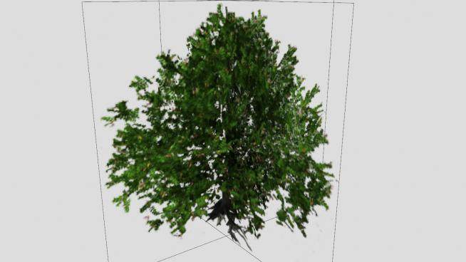 红树林树木SU模型下载_sketchup草图大师SKP模型