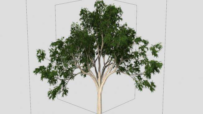澳大利亚树木SU模型下载_sketchup草图大师SKP模型
