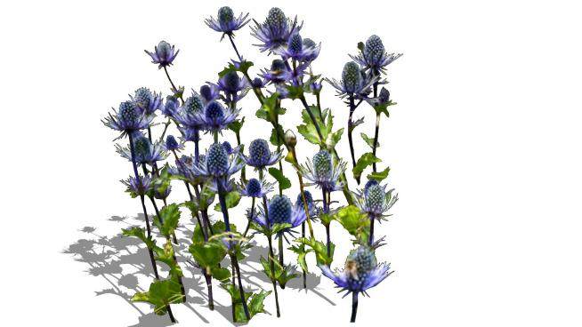 紫色刺芹属植物SU模型下载_sketchup草图大师SKP模型