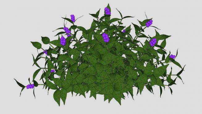 紫珠属植物SU模型下载_sketchup草图大师SKP模型