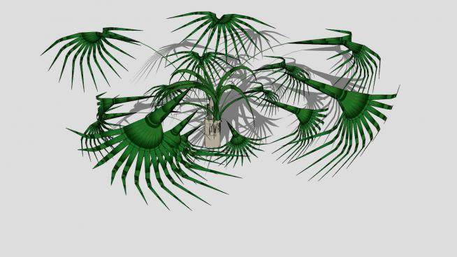 棕榈属简易植物SU模型下载_sketchup草图大师SKP模型