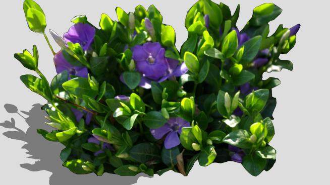 紫色长春花植物SU模型下载_sketchup草图大师SKP模型