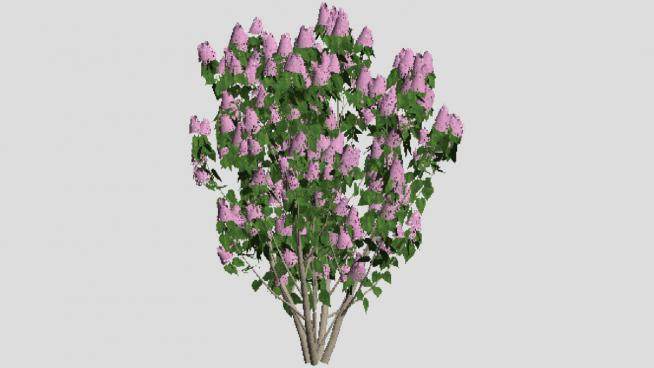 紫丁香灌木植物SU模型下载_sketchup草图大师SKP模型