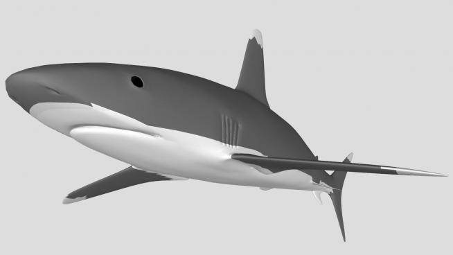 大白鲨鲨鱼SU模型下载_sketchup草图大师SKP模型