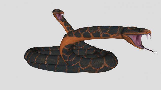 蟒属大型爬行动物蟒蛇SU模型下载_sketchup草图大师SKP模型
