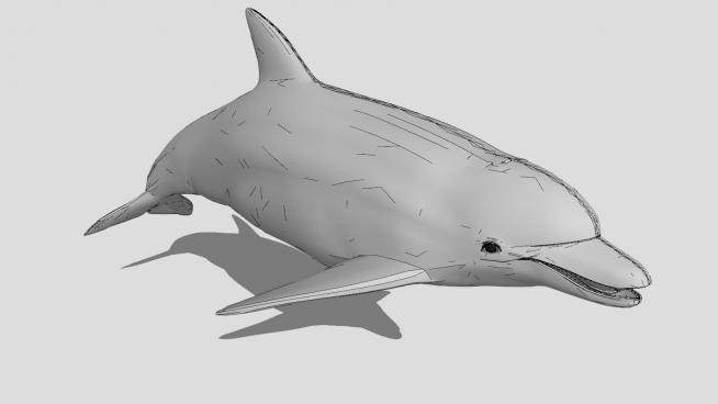 小海豚动物SU模型下载_sketchup草图大师SKP模型